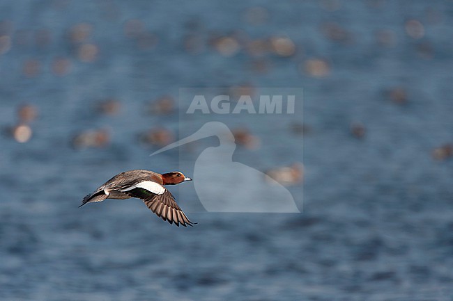 Male Eurasian Wigeon (Anas penelope) wintering in the Netherlands. stock-image by Agami/Marc Guyt,