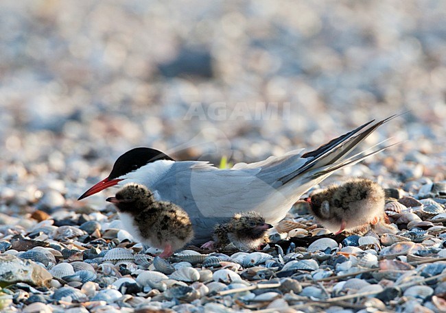 Visdief volwassen op zijn nest met 3 jongen; Common Tern adult on its nest with 3 young stock-image by Agami/Marc Guyt,