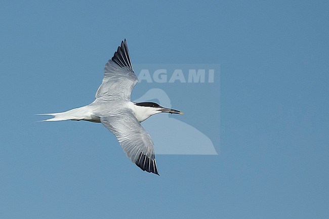 Adult Cabot's Tern (Thalasseus acuflavidus) in flight against a blue sky at Galveston County, Texas, USA. stock-image by Agami/Brian E Small,