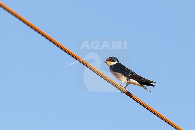 adult Ethiopian swallow (Hirundo aethiopica) perching on a electric wire, found at Negele Borana in Ethiopia stock-image by Agami/Mathias Putze,