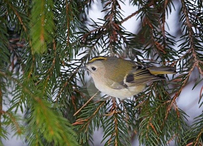 Goudhaan in conifeer; Goldcrest in conifer stock-image by Agami/Markus Varesvuo,