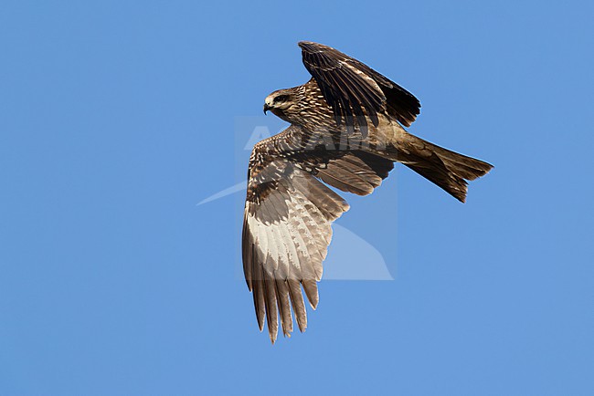 immature or second calendar year  Black-eared Kite (Milvus migrans, subspecies lineatus) in flight, found in Chentii-Aimag in Mongolia stock-image by Agami/Mathias Putze,