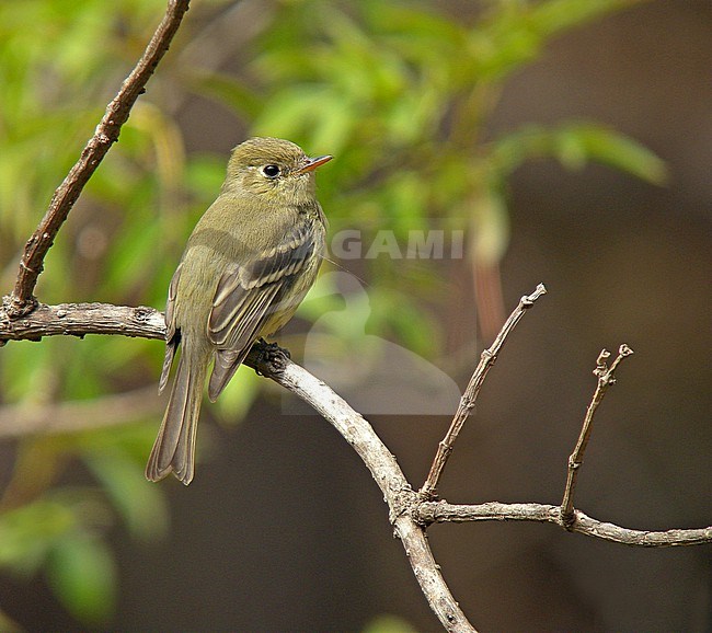 Pine Flycatcher (Empidonax affinis) perched on a branch in Mexico. stock-image by Agami/Pete Morris,