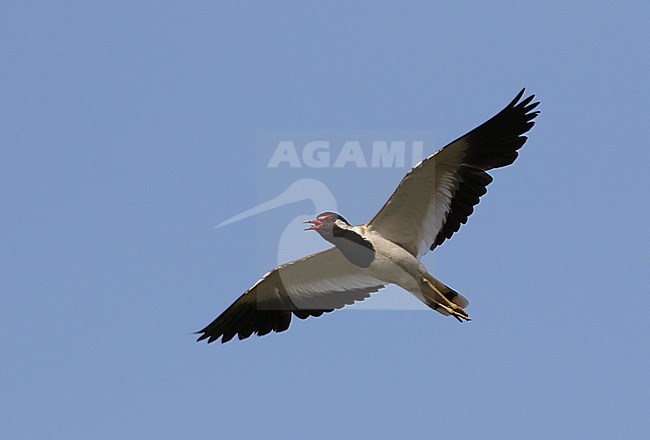  stock-image by Agami/James Eaton,