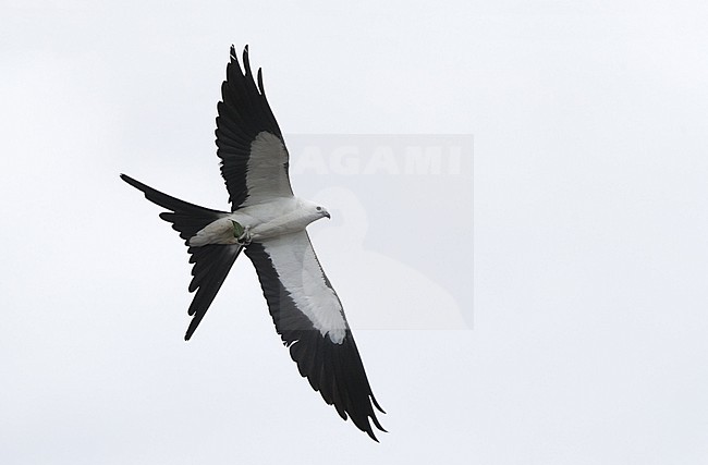Swallow-tailed Kite (Elanoides forficatus), adult in flight at Everglades NP, Florida, USA stock-image by Agami/Helge Sorensen,