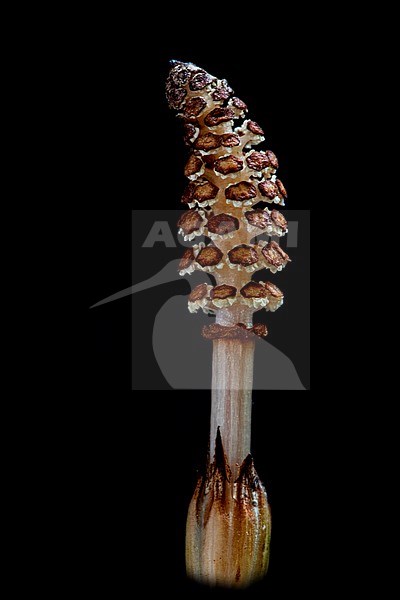 Field horsetail, Heermoes, Equisetum arvense stock-image by Agami/Wil Leurs,