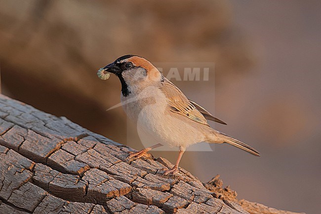 Adult male Saxaul Sparrow (Passer ammodendri) of the subspecies stoliczkae carrying a caterpillar stock-image by Agami/Mathias Putze,