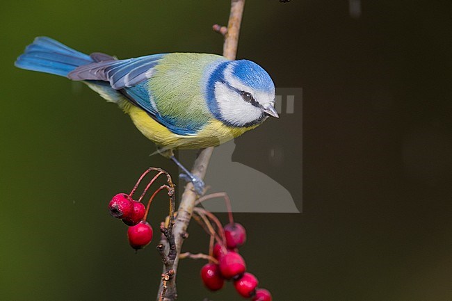 Blue Tit (Cyanistes caeruleus), adult perched on a Hawthorn branch with berries stock-image by Agami/Saverio Gatto,