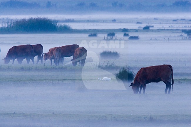 Grazers in de Oostvaardersplassen; Grazing at Oostvaardersplassen stock-image by Agami/Menno van Duijn,