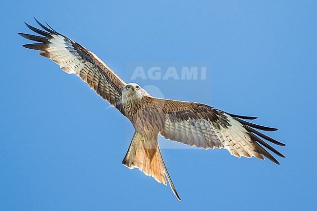 Red Kite (Milvus milvus) on Corsica in France. stock-image by Agami/Ralph Martin,