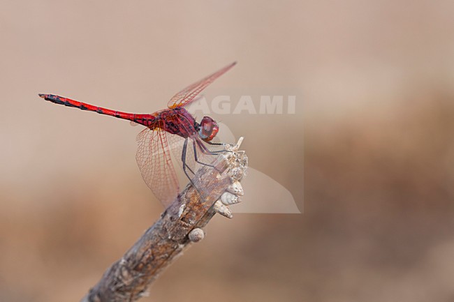 Imago Rode zonnewijzer; Adult Red-veined Dropwing; stock-image by Agami/Fazal Sardar,