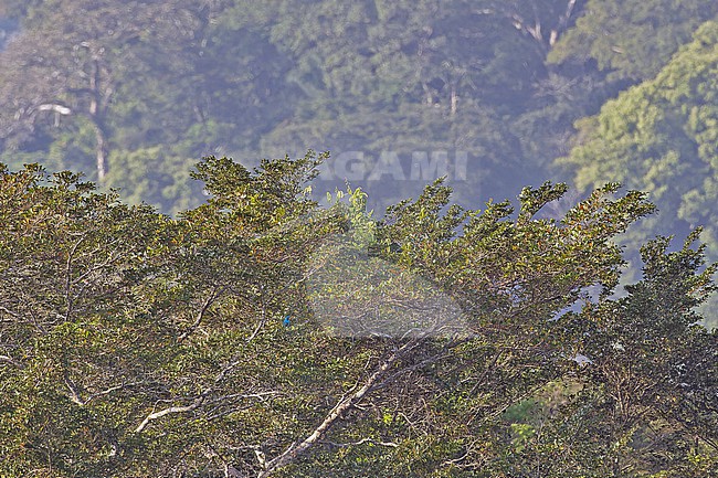 Male Blue Cotinga (Cotinga nattererii) in Panama. Perched in a tropical tree. stock-image by Agami/Pete Morris,