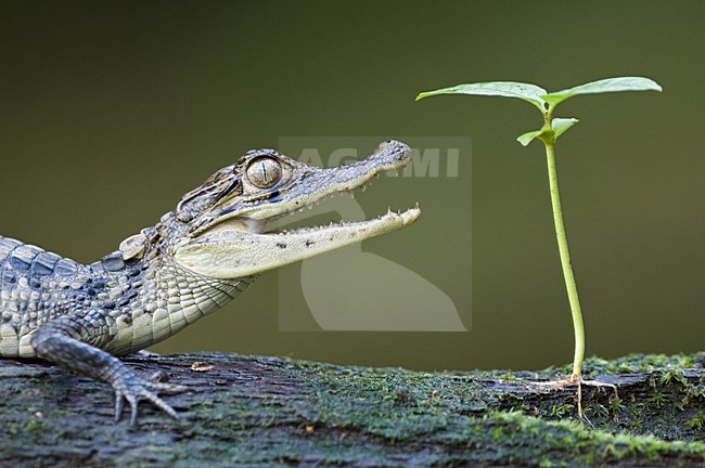 Jonge Brilkaaiman; Young Spectacled Caiman stock-image by Agami/Bence Mate,