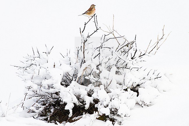 Kneu, Common Linnet, Carduelis cannabina adult male in snow covered bush in early spring stock-image by Agami/Menno van Duijn,