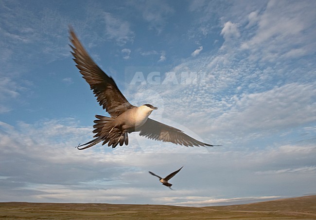 Kleinste Jager in broedgebied; Long-tailed Skua  in breeding habitat stock-image by Agami/Jari Peltomäki,
