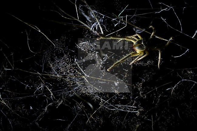 Dolomedes fimbriatus - Raft spider - Gerandete Jagdspinne, Russia (Baikal) stock-image by Agami/Ralph Martin,