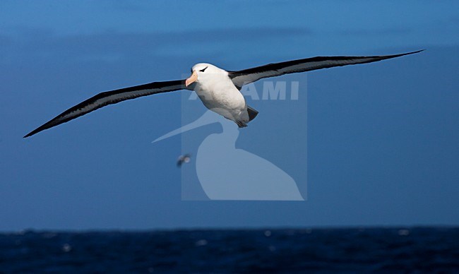 Wenkbrauwalbatros volwassen vliegend; Black-browed Albatross adult flying stock-image by Agami/Marc Guyt,