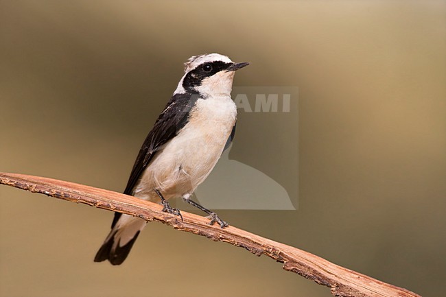 Vitatta Bonte Tapuit man zittend in dadelpalm, Vittata Pied Wheatear male perched in palmtree stock-image by Agami/Marc Guyt,