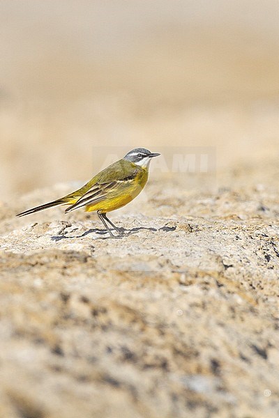 Witkeelkwikstaart, White-throated Wagtail, Motacilla cinereocapilla ssp. iberiae stock-image by Agami/Yoav Perlman,