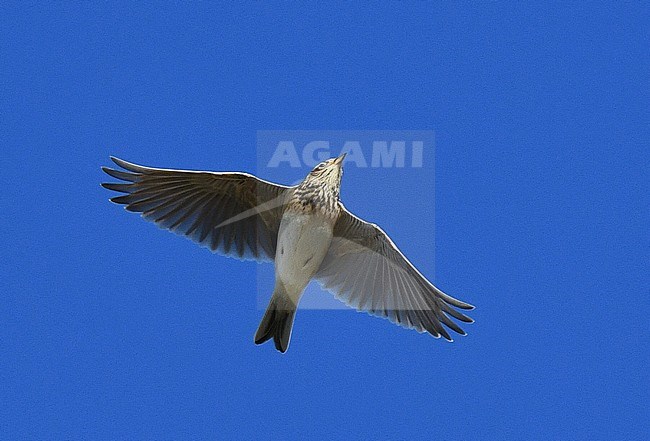 Migrating Eurasian Skylark (Alauda arvensis) during autumn migration over Texel in the Netherlands. Seen from below, flying directly overhead. stock-image by Agami/Laurens Steijn,