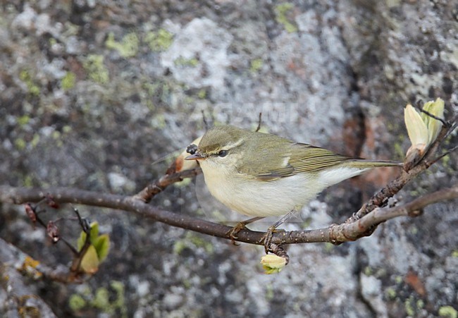 Grauwe Fitis in zit; Greenish Warbler perched stock-image by Agami/Markus Varesvuo,