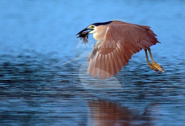 Rufous Night Heron (Nycticorax caledonicus) catching a fish in Bali, Indonesia stock-image by Agami/Kari Eischer,