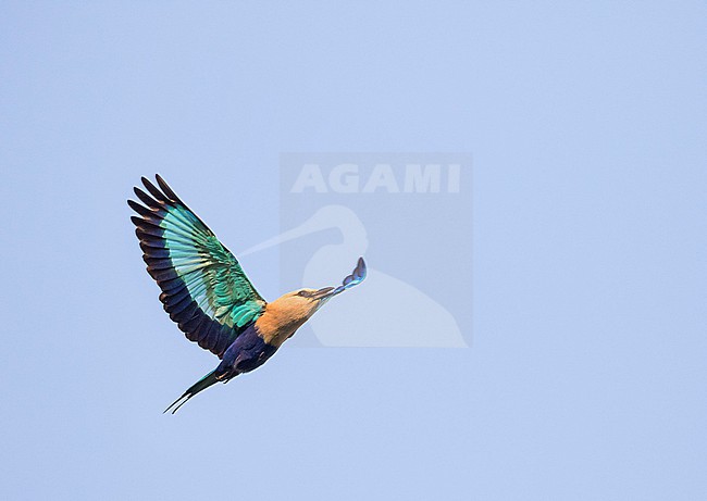 Blue-bellied Roller, Coracias cyanogaster, in Ghana. stock-image by Agami/Pete Morris,