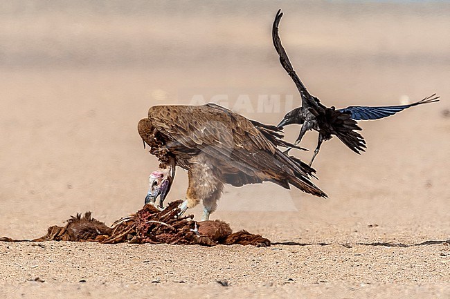 Adult Southern Lappet-faced Vulture (Torgos tracheliotos nubicus) sitting near camel market in desert, Bir Shelatein, Egypt. stock-image by Agami/Vincent Legrand,