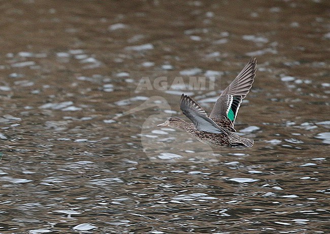 Common Teal (Anas crecca), first winter female in flight, seen from the side, showing upperwing pattern. stock-image by Agami/Fred Visscher,