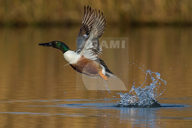 Vliegend mannetje Slobeend; Northern Shoveler male in flight stock-image by Agami/Daniele Occhiato,