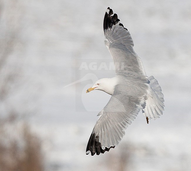 Ring-billed Gull (Larus delawarensis), adult in flight in United States during a cold spring. stock-image by Agami/Ian Davies,