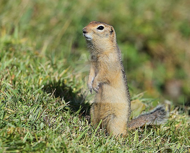Long-tailed ground squirrel (Spermophilus undulatus) near the Tula river in Mongolia. stock-image by Agami/Aurélien Audevard,