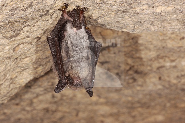 Slapende Baardvleermuis; Sleeping Whiskered Bat stock-image by Agami/Theo Douma,