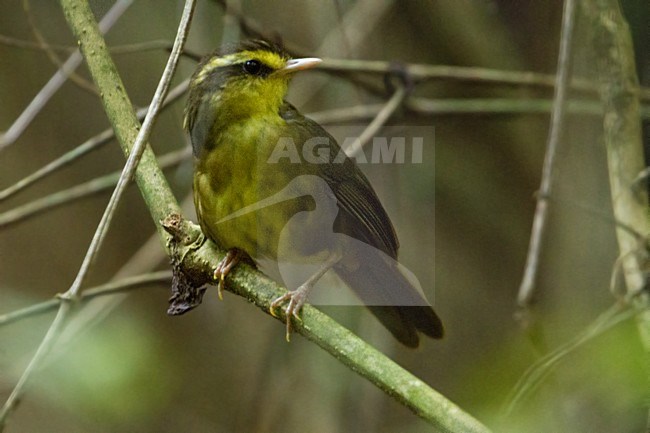 Geelbrauwfoditany, Yellow-browed Oxylabes stock-image by Agami/Dubi Shapiro,