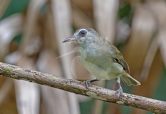 Bare-eyed White-eye, Zosterops superciliosus, in the Solomon Islands. Endemic to Rennell Island. stock-image by Agami/Pete Morris,