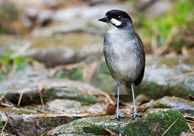 Jocotocomierpitta op bosbodem; Jocotoco Antpitta on forest floor stock-image by Agami/Marc Guyt,