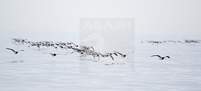 Brandganzen tijdens de trek; Barnacle Geese on migration stock-image by Agami/Markus Varesvuo,