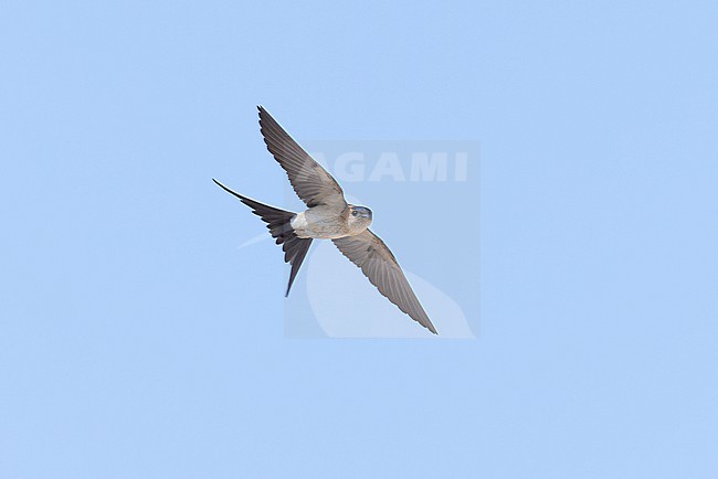 European Red-rumped Swallow (Cecropis rufula) in flight. stock-image by Agami/David Monticelli,