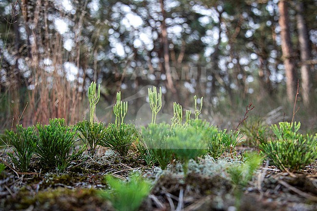 Blue clubmoss, Diphasiastrum tristachyum stock-image by Agami/Wil Leurs,