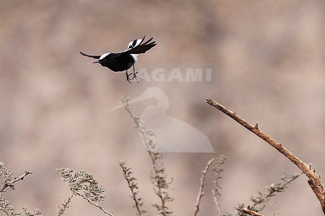 White-crowned Wheatear (Oenanthe leucopyga) flying away from acacia tree in a desert canyon near Eilat, Israel. stock-image by Agami/Marc Guyt,