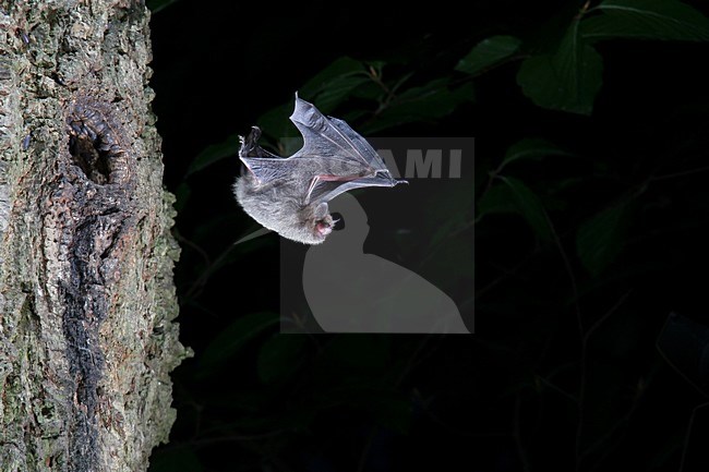 Watervleermuis in de vlucht; Daubenton\'s Bat in flight stock-image by Agami/Theo Douma,