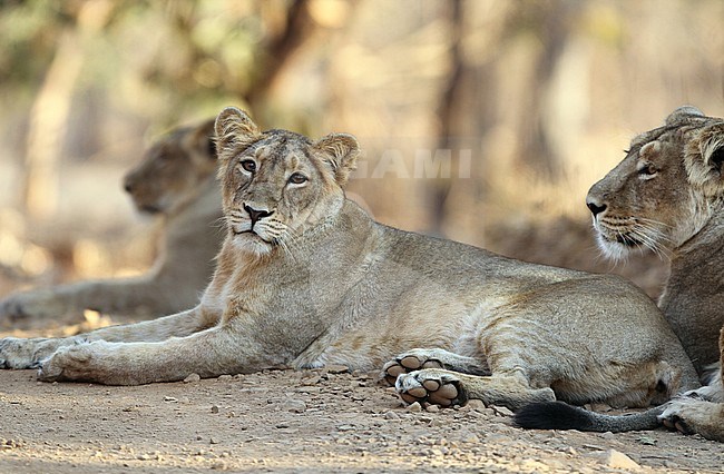 Asiatic lion (Panthera leo leo) in Gir national park in Gujarat, India. Several females lying on the ground. stock-image by Agami/James Eaton,