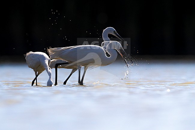 Little Egret (Egretta garzetta) in Italy stock-image by Agami/Daniele Occhiato,