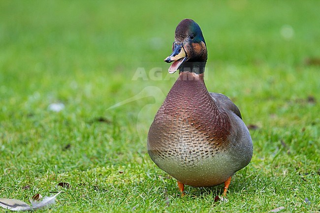 Adult male hybrid Gadwall x Mallard (Anas streperea x platyrhynchos) in Germany. stock-image by Agami/Ralph Martin,