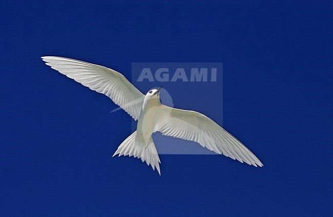 Witte Stern in vlucht, Common White-Tern in flight stock-image by Agami/Pete Morris,