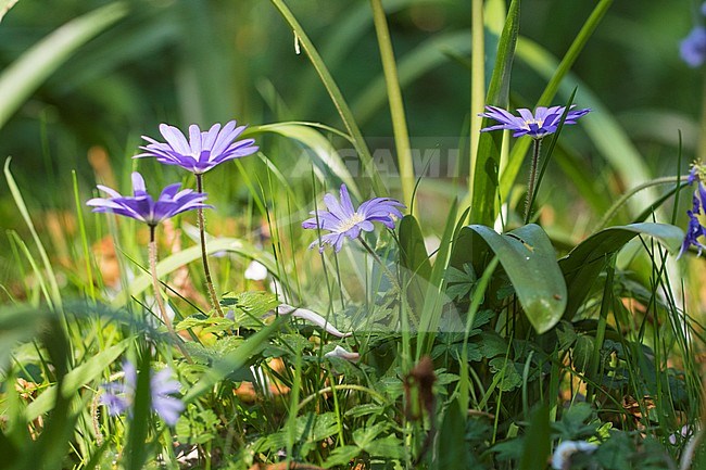 Blue Winter Anemone flowers stock-image by Agami/Wil Leurs,