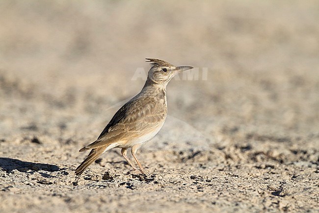 Maghreb Lark - Maghreb Lerche - Galerida macrorhyncha; ssp. randonii; Morocco; adult stock-image by Agami/Ralph Martin,