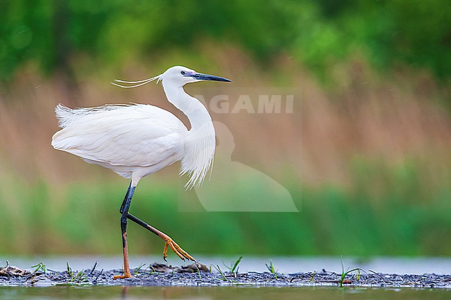 Little Egret (Egretta garzetta) during spring in wetland in Hungary. stock-image by Agami/Marc Guyt,