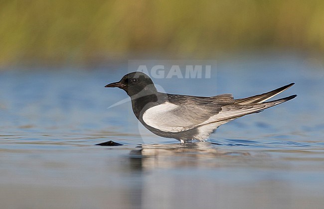 Witvleugelstern, White-winged Tern, Chlidonias leucopterus, Russia (Tscheljabinsk), adult stock-image by Agami/Ralph Martin,