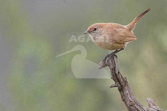 Sandy Gallito (Teledromas fuscus) Perched on a branch in Argentina stock-image by Agami/Dubi Shapiro,